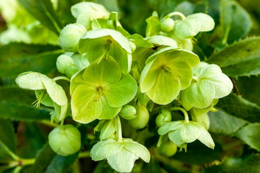 Helleborus Argutifolius a winter spring semi evergreen flowering plant with a yellow green springtime flower, stock photo image