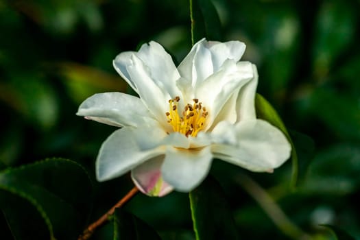 Camellia Vernalis a spring summer shrub plant with a winter springtime white flower stock photo image