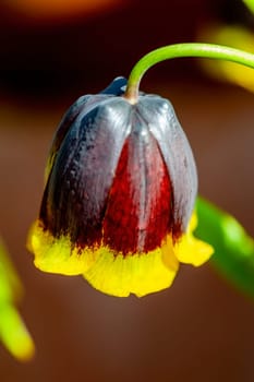 Fritillaria Michailovskyi commonly known as Fritillaria Michailovski a common spring flower bulbous fritillary flowering plant, stock photo image