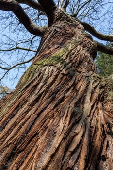 Sweet chestnut (Castanea sativa) brown tree bark macro close up texture background sometimes  known as Spanish chestnut, stock photo image