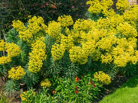 Euphorbia characias subs wulfenii a spring summer evergreen flowering shrub plant with a  springtime summer yellow flower, stock photo image
