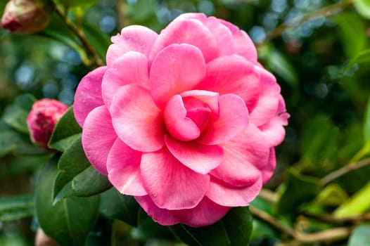 Camellia x Williamsii 'Water Lily' a spring summer shrub plant with a winter springtime pink red flower stock photo image