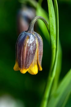 Fritillaria uva vulpis commonly known as Fox's grape fritillary a common spring flower bulbous flowering plant, stock photo image