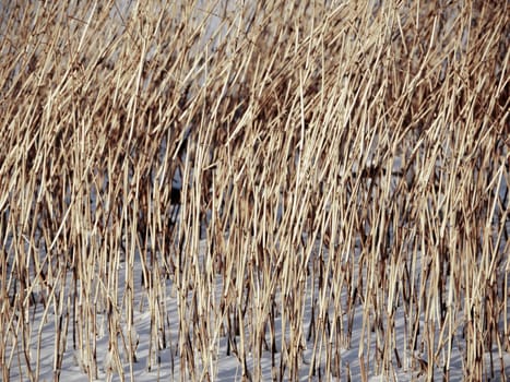 yellow dry reed in white snow, winter  abstract background
