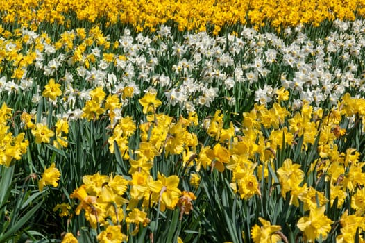 Daffodils (narcissus) a springtime yellow flower bulb plant growing outdoors in a public park during the spring season, stock photo image