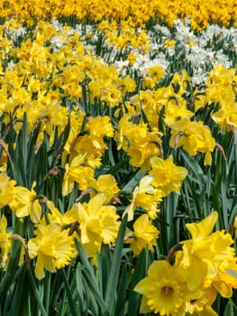 Daffodils (narcissus)  a springtime yellow flower bulb plant growing outdoors in a public park during the spring season, stock photo image