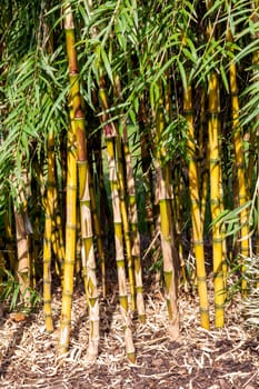 Chusquea aff. culeou 'Culeu' an evergreen bamboo flower plant commonly known as Chilean bamboo or Foxtail bamboo, stock photo image