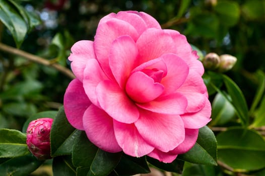 Camellia x Williamsii 'Water Lily' a spring summer shrub plant with a winter springtime pink red flower stock photo image