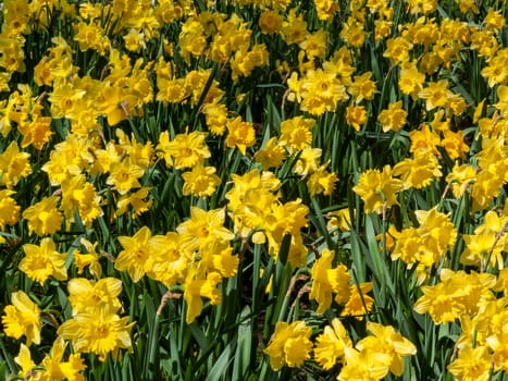 Daffodils (narcissus) a springtime yellow flower bulb plant growing outdoors in a public park during the spring season, stock photo image
