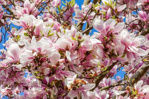 Pink magnolia blossom in flower on a springtime tree branch, close up in the spring season with a blue sky, stock photo image