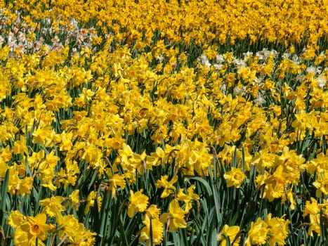 Daffodils (narcissus)  a springtime yellow flower bulb plant growing outdoors in a public park during the spring season, stock photo image