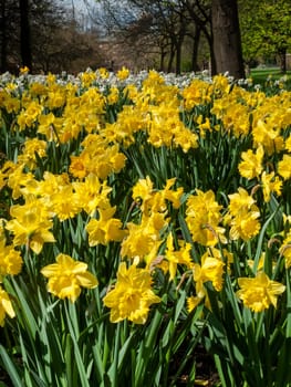 Daffodils (narcissus)  a springtime yellow flower bulb plant growing outdoors in a public park during the spring season, stock photo image