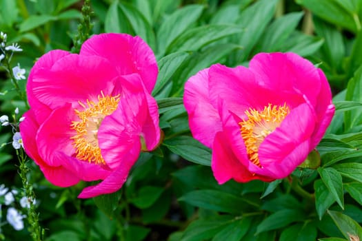 Peony 'Honor' (paeonia) a spring summer pink yellow flower which is a springtime herbaceous perennial flowering plant stock photo image