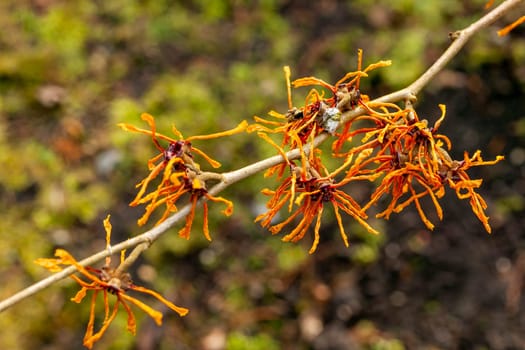 Hamamelis x Intermedia 'Aphrodite' (Witch Hazel) a winter spring flowering shrub plant which has a highly fragrant springtime yellow orange flower and leafless when in bloom stock photo image
