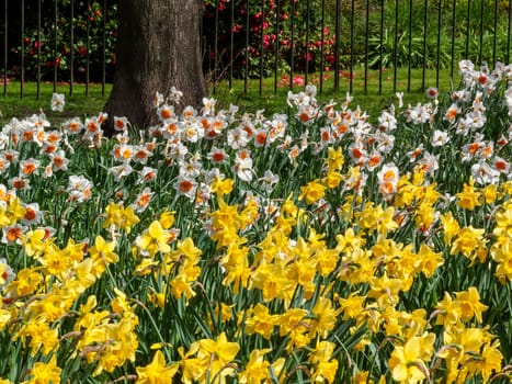 Daffodils (narcissus) a springtime yellow flower bulb plant growing outdoors in a public park during the spring season, stock photo image