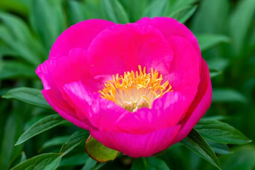 Peony 'Honor' (paeonia) a spring summer pink yellow flower which is a springtime herbaceous perennial flowering plant stock photo image