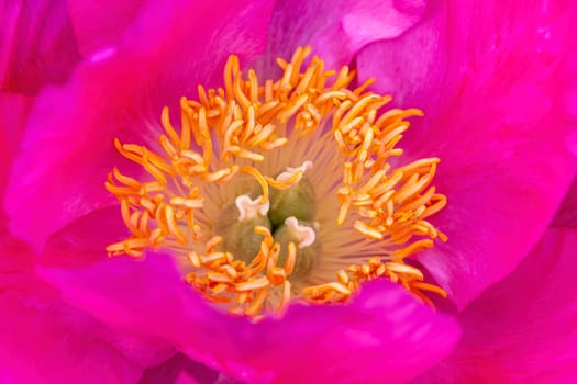 Peony 'Honor' (paeonia) a spring summer pink yellow flower which is a springtime herbaceous perennial flowering plant stock photo image