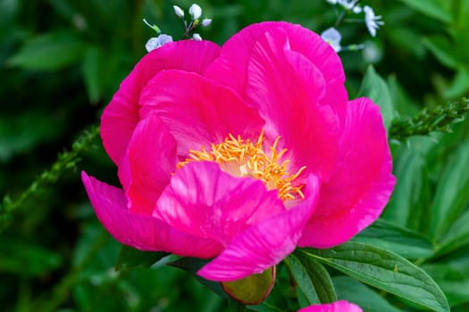 Peony 'Honor' (paeonia) a spring summer pink yellow flower which is a springtime herbaceous perennial flowering plant stock photo image
