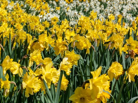 Daffodils (narcissus)  a springtime yellow flower bulb plant growing outdoors in a public park during the spring season, stock photo image
