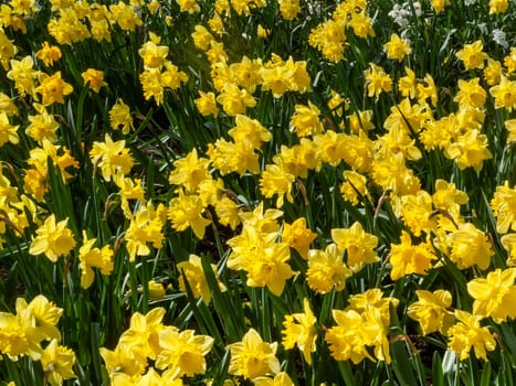 Daffodils (narcissus)  a springtime yellow flower bulb plant growing outdoors in a public park during the spring season, stock photo image