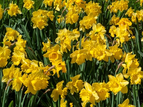 Daffodils (narcissus)  a springtime yellow flower bulb plant growing outdoors in a public park during the spring season, stock photo image