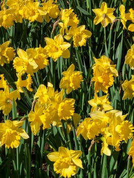 Daffodils (narcissus)  a springtime yellow flower bulb plant growing outdoors in a public park during the spring season, stock photo image