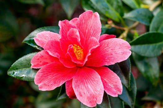 Camellia x Williamsii 'Freedom Bell' a spring summer shrub plant with a winter springtime red flower stock photo image