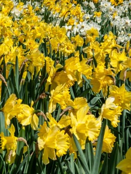 Daffodils (narcissus)  a springtime yellow flower bulb plant growing outdoors in a public park during the spring season, stock photo image