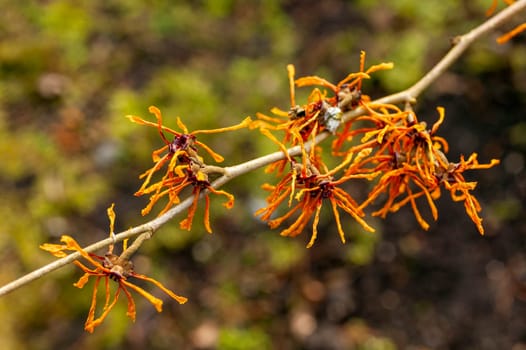 Hamamelis x Intermedia 'Aphrodite' (Witch Hazel) a winter spring flowering shrub plant which has a highly fragrant springtime yellow orange flower and leafless when in bloom stock photo image