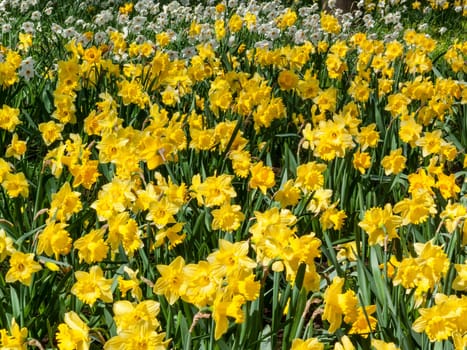 Daffodils (narcissus)  a springtime yellow flower bulb plant growing outdoors in a public park during the spring season, stock photo image