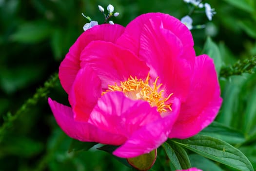 Peony 'Honor' (paeonia) a spring summer pink yellow flower which is a springtime herbaceous perennial flowering plant stock photo image