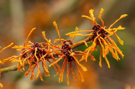 Hamamelis x Intermedia 'Aphrodite' (Witch Hazel) a winter spring flowering shrub plant which has a highly fragrant springtime yellow orange flower and leafless when in bloom stock photo image