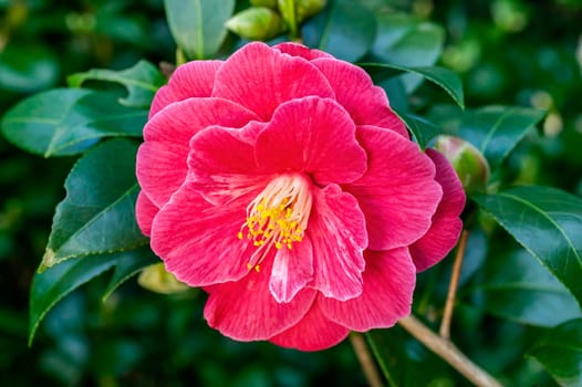Camellia Japonica a winter spring shrub plant with a winter springtime red flower stock photo image