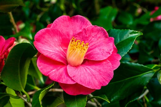 Camellia Japonica 'Lady De Saumareza' a winter spring summer shrub plant with a winter springtime red flower stock photo image