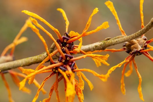 Hamamelis x Intermedia 'Aphrodite' (Witch Hazel) a winter spring flowering shrub plant which has a highly fragrant springtime yellow orange flower and leafless when in bloom stock photo image