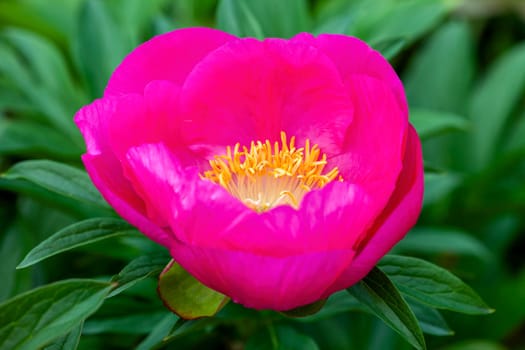 Peony 'Honor' (paeonia) a spring summer pink yellow flower which is a springtime herbaceous perennial flowering plant stock photo image