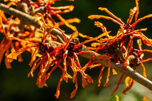 Hamamelis x Intermedia 'Aphrodite' (Witch Hazel) a winter spring flowering shrub plant which has a highly fragrant springtime yellow orange flower and leafless when in bloom stock photo image
