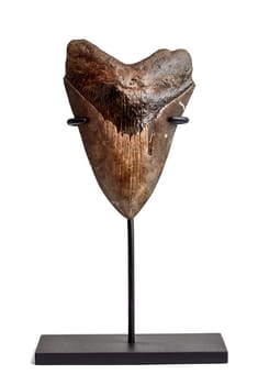 a Megalodon tooth on a white stand.
