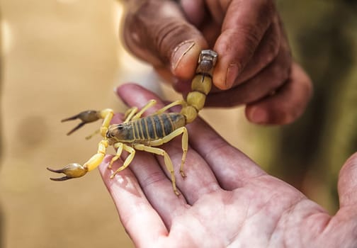 Scorpio in hand. Poisonous arthropod. Safe to take poison creature