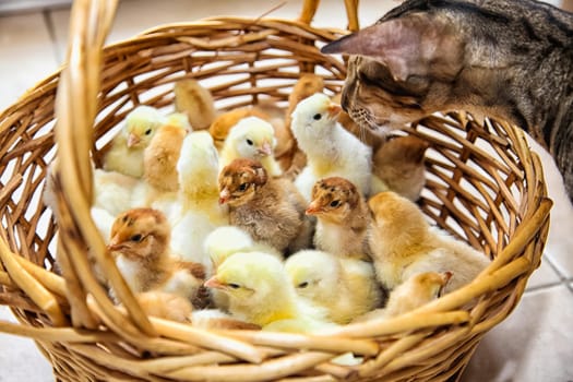 The cat sniffs chickens in a basket. Newborn chickens