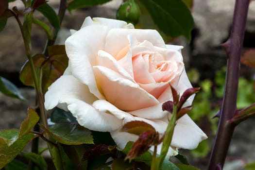 Rose Penny Lane 'Hardwell' a pink double flower plant