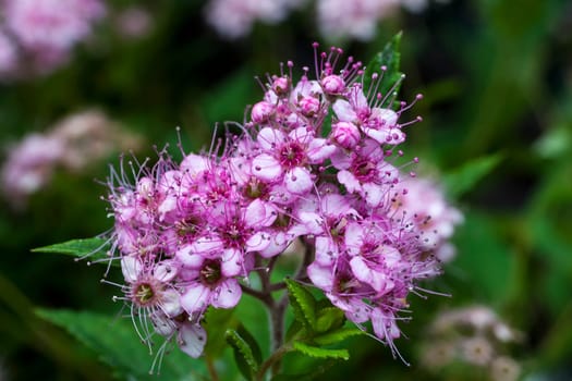 Spiraea japonica 'Little  Princess' a summer blooming pink flower compact deciduous shrub