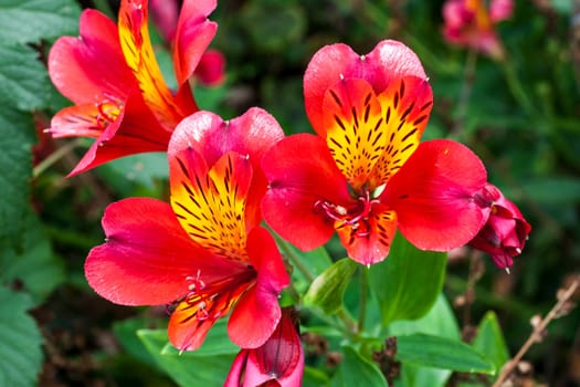 Alstroemeria 'Red Beauty' also known as Peruvian Lily