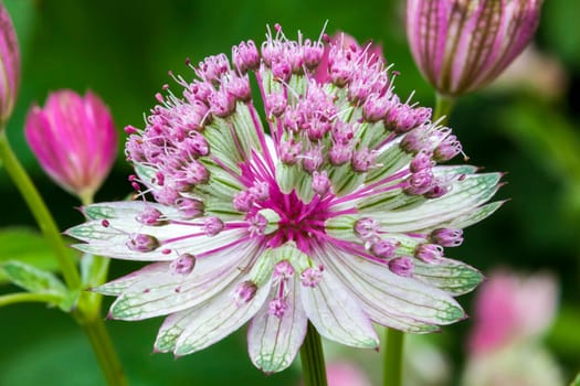 Astrantia major 'Rubra'  a red pink herbaceous perennial flower plant commonly known as great black masterwort
