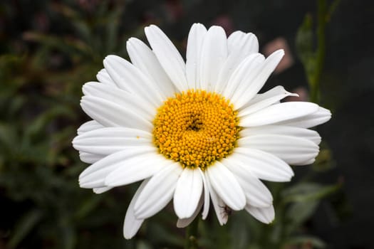 Leucanthemum x superbum 'Becky' a spring summer flowering plant commonly known as Shasta daisy