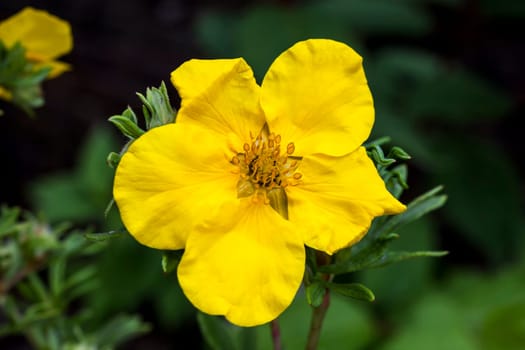 Potentilla 'Goldfinger' a yellow flowered plant known as cinquefoil