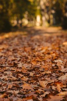 close up on red leaf in autumn park