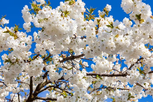White cherry blossom flowers shrub on a tree in springtime