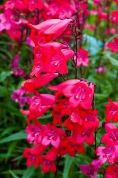 Penstemon 'Schoenholzeri' a spring summer flowering plant otherwise known as Firebird