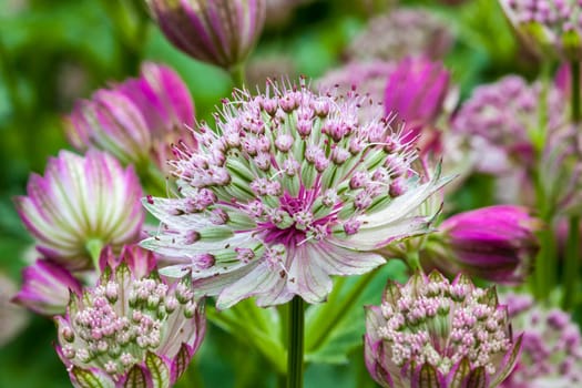 Astrantia major 'Rubra'  a red pink herbaceous perennial flower plant commonly known as great black masterwort